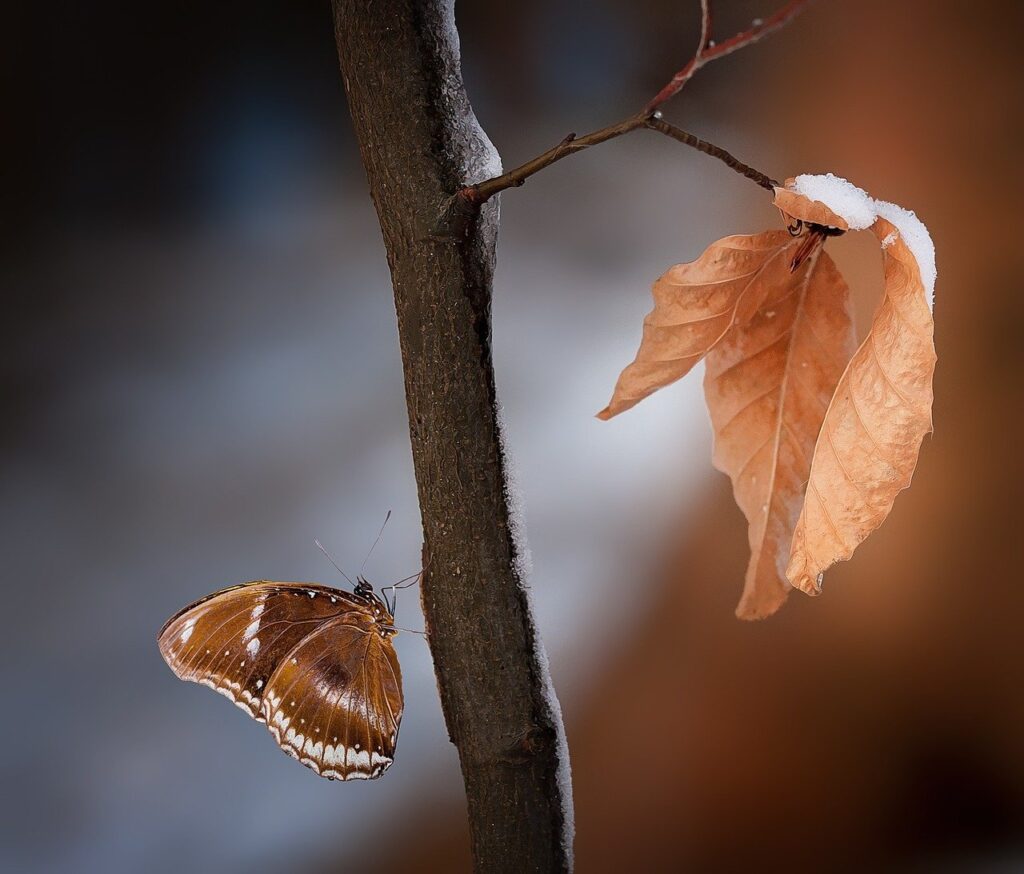 branch, leaves, butterfly-1226873.jpg